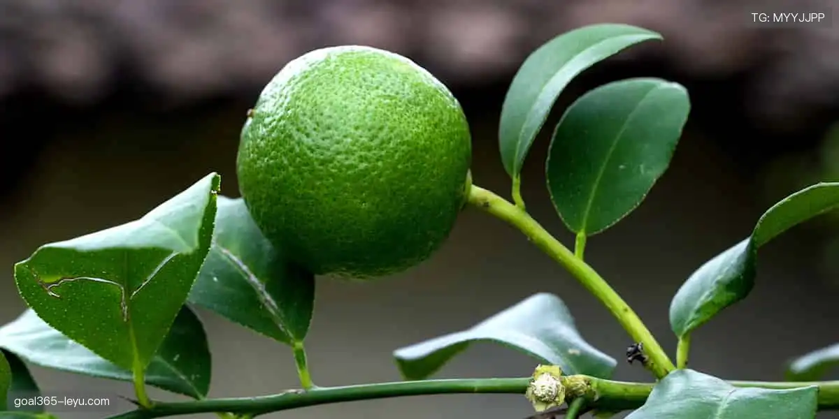 一键解锁赛事门票,畅享现场激情!